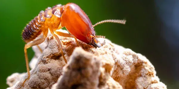 Close up image of termite outside
