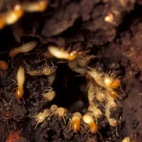 worker termites chewing through wood