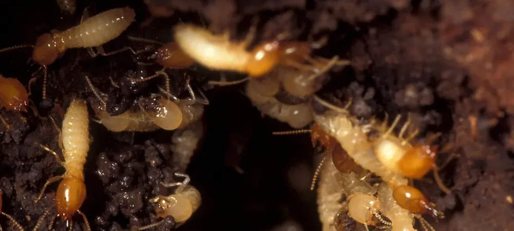 worker termites chewing through wood